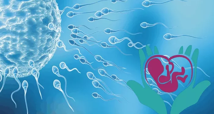 A Comprehensive Guide to Your Menstrual Cycle