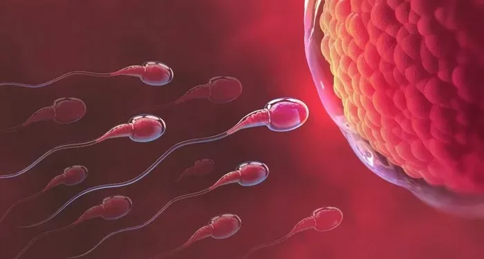 Men’s Fertility Blood Test: A Full Guide to the Path to Fatherhood