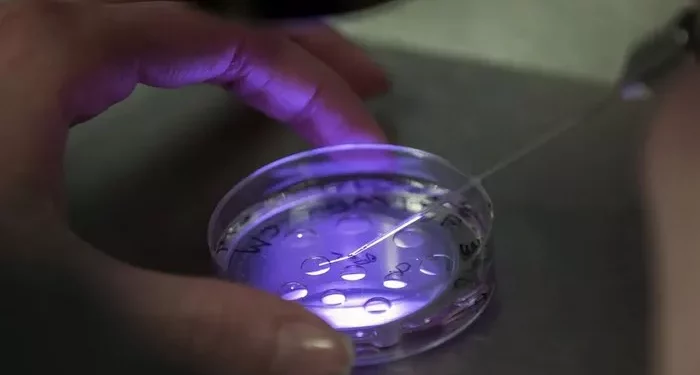 Top 10 IVF Clinics in the World: Updated List 2024