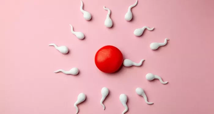 Menstrual Cycle