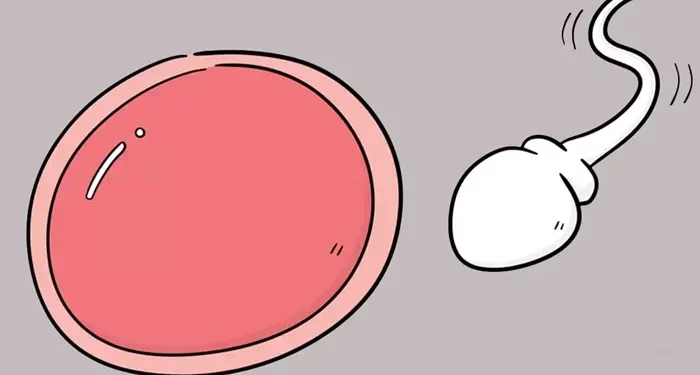 Sperm Fertility