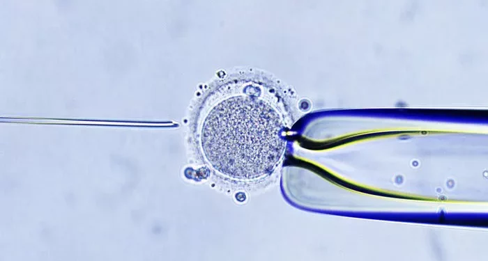 Preparing for IVF: A Comprehensive Guide for Patients