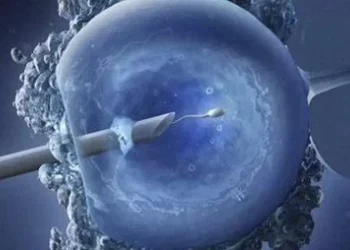 In Vitro Fertilization (IVF): A Detailed Breakdown