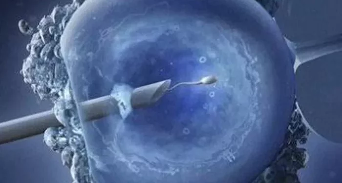 In Vitro Fertilization (IVF): A Detailed Breakdown