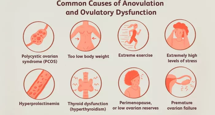 ovulating